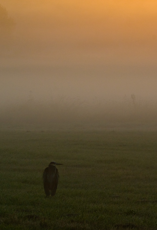 Great Blue Heron In Morning Mist